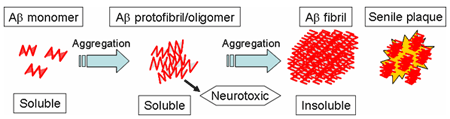 Accumulation of AB in the brain