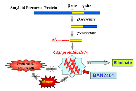 Amyloid Precursor Protein