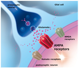 About AMPA Receptors