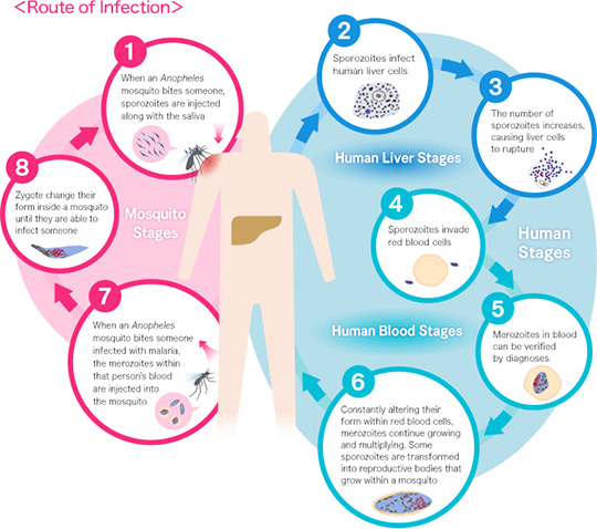 Route of Infection