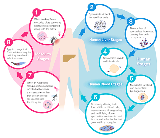 [Mosquito Stages] 1. When an Anopheles mosquito bites someone. sporozoites are injected along with the saliva. [Human Stages] Human Liver Stages 2. Sporozoites infect human liver cells. 3. The number of sporozoites increases causing liver cells to rupture. Human Blood Stages 4. Sporozoites invade red blood cells. 5. Merozoites in blood can be verified by diagnoses. 6. Constantly altering their form within red blood cells, merozoites continue growing and multiplying. Some sporozoites are transformed into reproductive bodies that grow within a mosquite. [Mosquito Stages] 7. When an Anopheles mosquito bites someone infected with malaria, the merozoites within that person's blood are injected into the mosquito. 8. Zygote change their form inside a mosquito until they are able to infect someone.